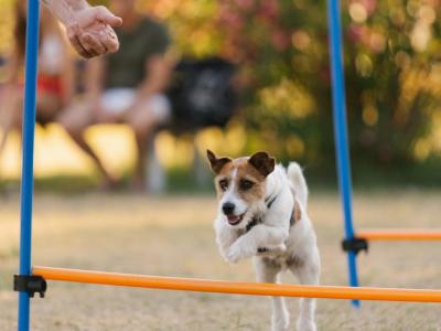 Dog jumps over hurdles in a field with flowers in the background.