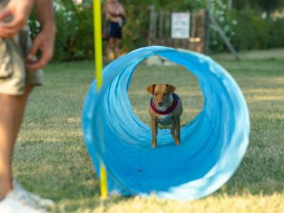 Hund läuft durch einen blauen Tunnel im Park.