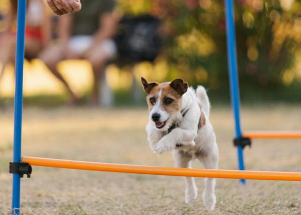 Dog jumps over hurdles in a field with flowers in the background.