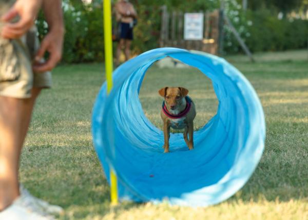 Hund läuft durch einen blauen Tunnel im Park.