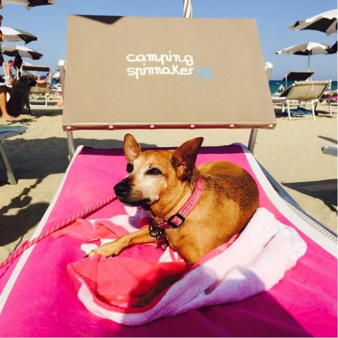vacanzespinnaker fr vacances-avec-le-chien 015