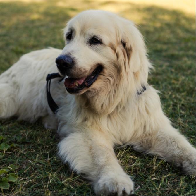 vacanzespinnaker fr vacances-avec-le-chien 016